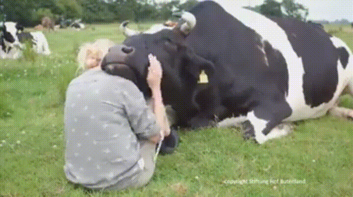 Oh la gentille vache