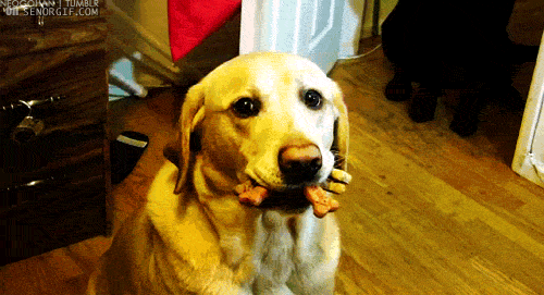 Exemple d’un bon toutou qui a commis un vilain vol de biscuits pour chien