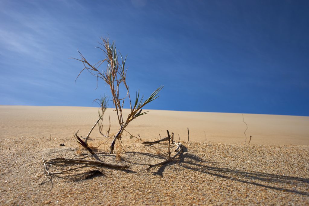 « Voilà mon enfant, ton arbre de vie »